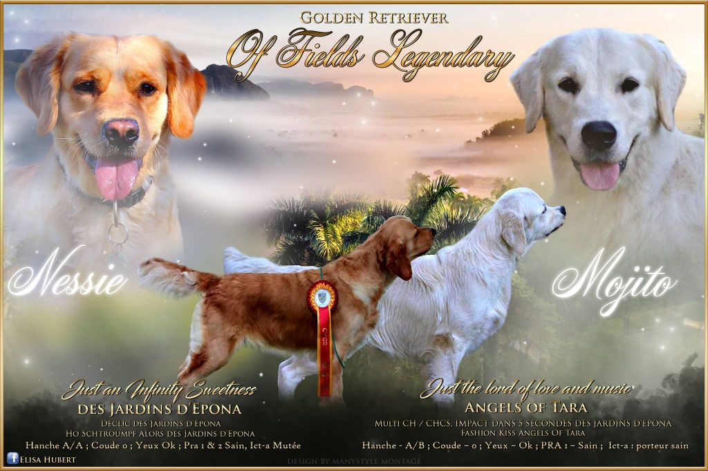 Of Fields Legendary - Golden Retriever - Portée née le 23/04/2018